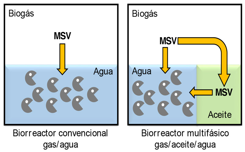 Esquema Mecanismos de transferencia de MSV en biorreactores