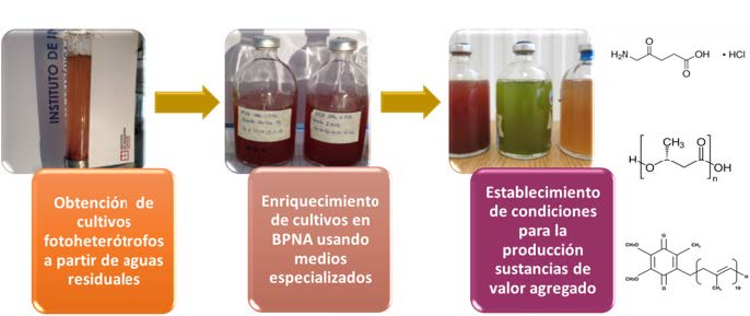 Figura 3. Cultivos fotoheterótrofos enriquecidos en bacterias púrpuras no del azufre para la producción de sustancias de valor agregado