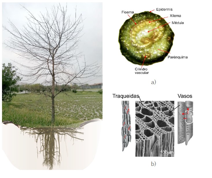 Figura 1. Arquitectura hidráulica del árbol. a) Corte transversal de una rama en donde se observan sus estructuras internas (Anacauita); b) imagen de Traqueidas y vasos del Xilema por MEB [2]