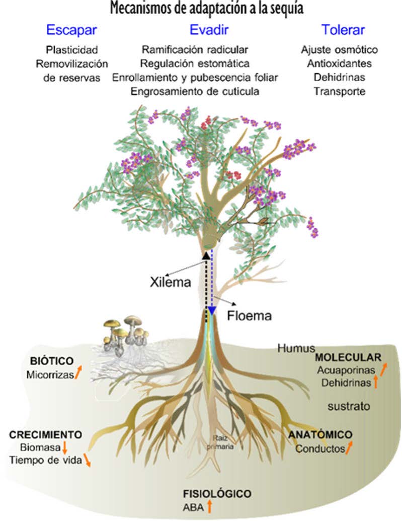 Figura 2. a) Vista global de los procesos que suceden en una planta vascular. El xilema realiza la transferencia de agua del suelo a la atmósfera. El floema transporta azucares y otros metabolitos desde las hojas a los tejidos. En la sección inferior se indican los mecanismos de resistencia a la sequía ya sea evitándola, resistiéndola o tolerándola. Efecto positivo, negativo y tendencia