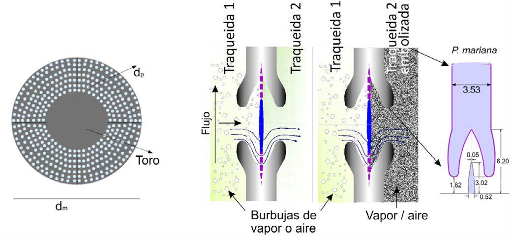 Figura 4. Geometría para el modelado numérico del flujo. a) Se emula la membrana de las fosas (margo) a una geometría de placa perforada que permite cambiar la resistencia del flujo variando tanto el diámetro de los orificios como su número; b) Trayectoria representativa del flujo longitudinal y transversal de agua entre dos traqueidas donde al pasar por las aberturas sufre una transición de fase de líquido a vapor; c) Dimensiones principales de la areola de la fosa y del margo