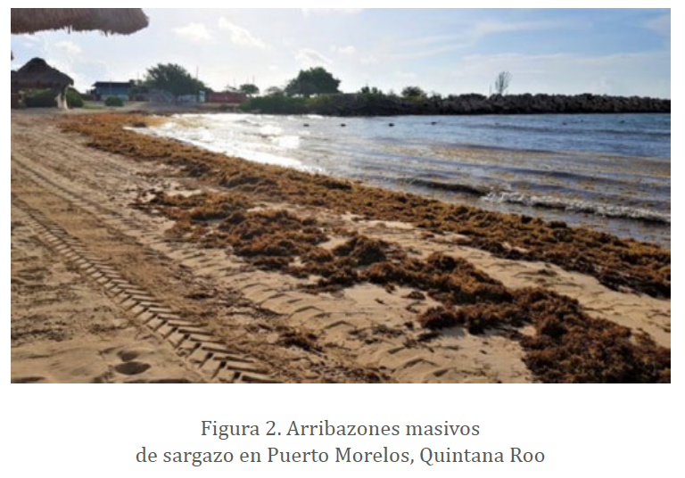 Figura 2. Arribazones masivos de sargazo en Puerto Morelos, Quintana Roo