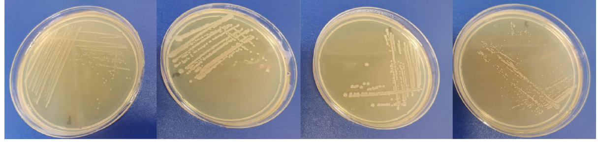 Crecimiento de bacterias del suelo 